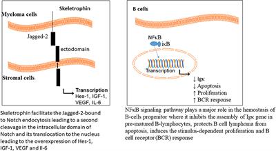 Targeting Ubiquitin-Proteasome Pathway by Natural Products: Novel Therapeutic Strategy for Treatment of Neurodegenerative Diseases